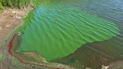 Red alert for algae lifted at Wyangala Dam