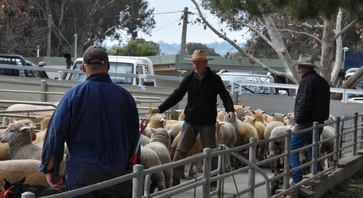 Cowra stock and station agent Craige Oliver with a pen of lambs bound for the export market.