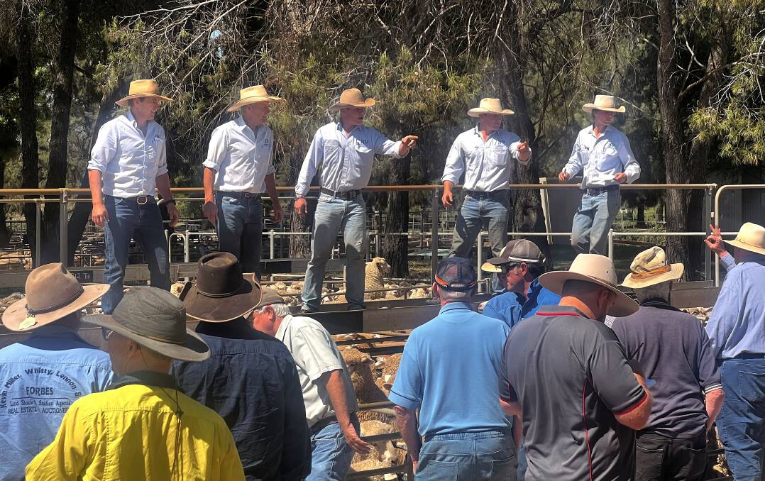 JJ Dresser agents selling lambs at the Cowra saleyards on Wednesday.