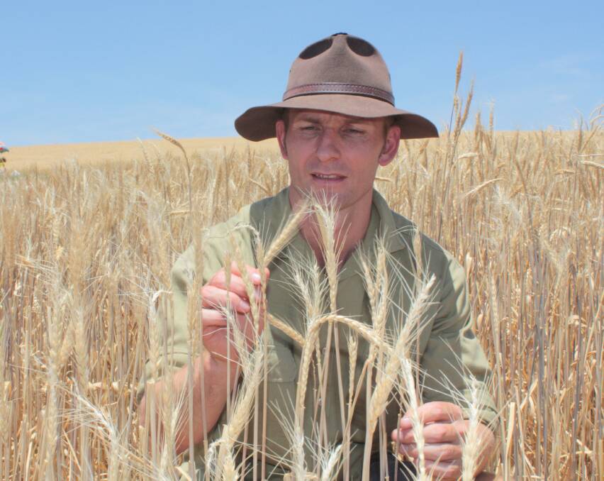 NSW Department of Primary Industries researcher, Richard Hayes, inspects perennial wheat evaluation trials near Cowra, now home to Australia's largest planting of perennial wheat.