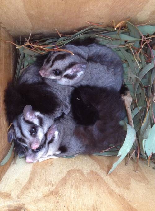Gliders in a nesting box.