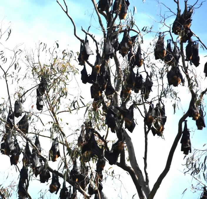 A large portion of Cowra's flying fox camp at the Cowra Golf Course has moved on, possibly to Bathurst and Orange.