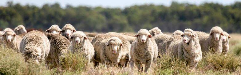 The Australian Wool Innovation Limited and Sheep Connect will hold an important workshop in Cowra on August 29.