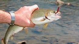 Wyangala and Lachlan River open for trout fishing