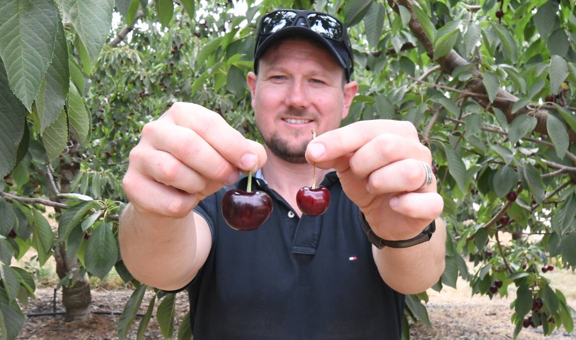 CHERRY, CHERRY: Greg Perry compares his monstrous, potentially world-record-breaking cherry against a normal fruit. Photo: CARLA FREEDMAN