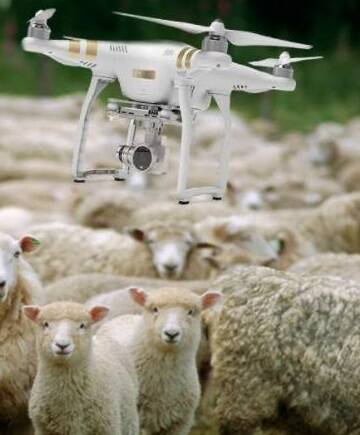 Smart thieves? Police investigate use of drone camera in sheep theft