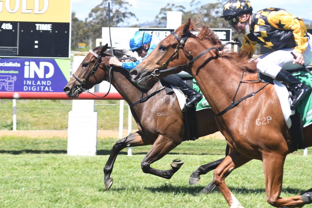 CLOSE CALL: It was neck and neck between Premosphere and Miss Capella with the former coming out on top at Towac Park. Photo: JUDE KEOGH. 