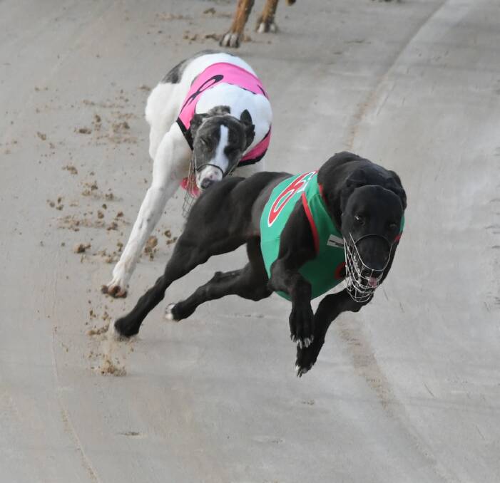 TWO IN FRONT: Lola Pepper leads Little Peppa into the home straight during Monday's race at Kennerson Park. Photo: CHRIS SEABROOK