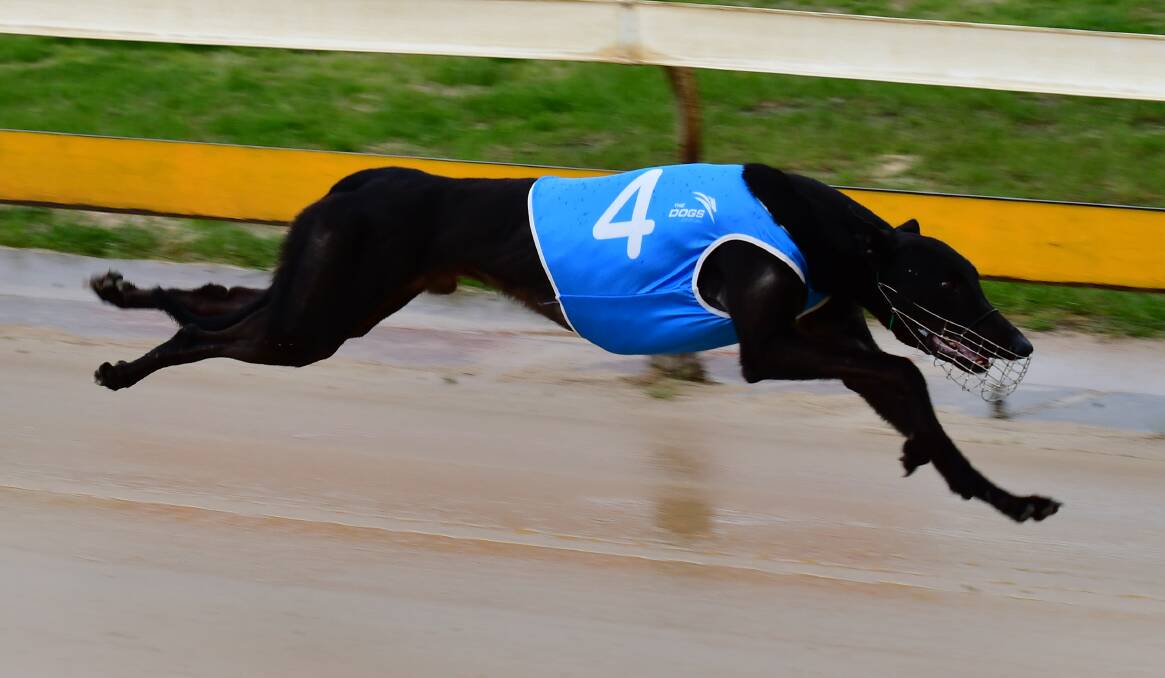 Arrie A Blaze bolts home to make it two straight wins at Kennerson Park on Monday. Photo: ALEXANDER GRANT