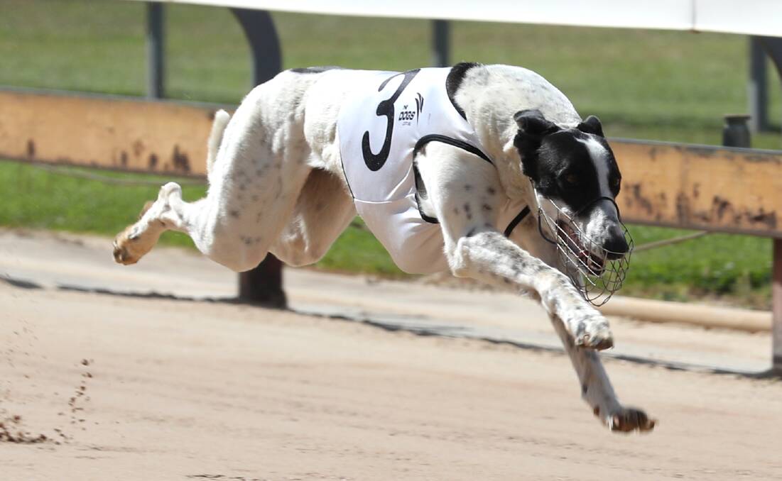WHITE FLASH: Banjo Fernando storms home to take her first career win at Kennerson Park on Monday. Photo: PHIL BLATCH