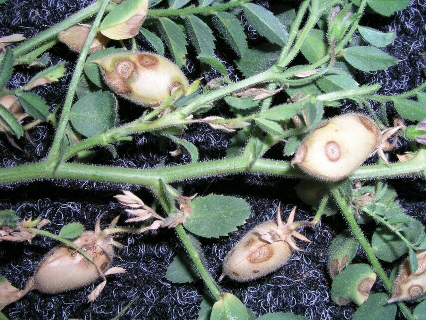 Growers are encouraged to check for Ascochyta Blight as wet seasons can lead to a high disease load in chickpeas. 
