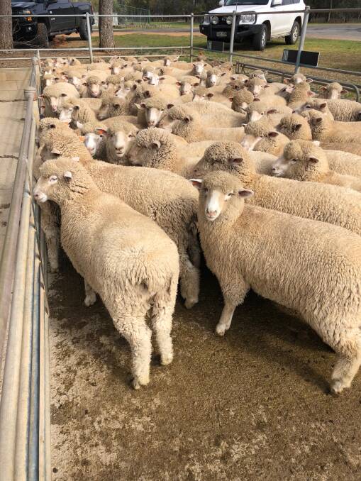 Some of the lambs that set a new state and Cowra record at the Cowra Sheep and Lamb sale on Friday.