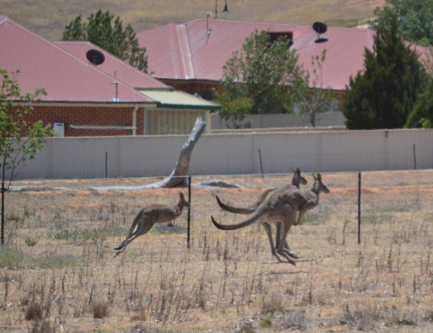 Kangaroos in Cowra's Peace Precinct area. 