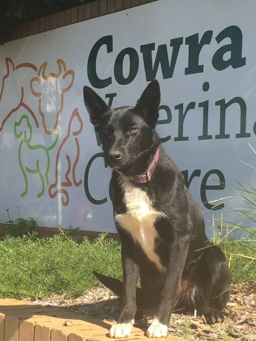 Cowra Veterinary Centre will be sponsoring the dog jumping event. 