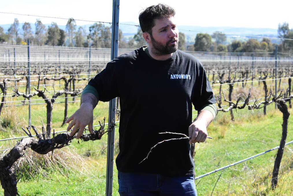 Antonio D'Onise from Windowrie Wines says the weather conditions have had little to no impact on their vineyard. 