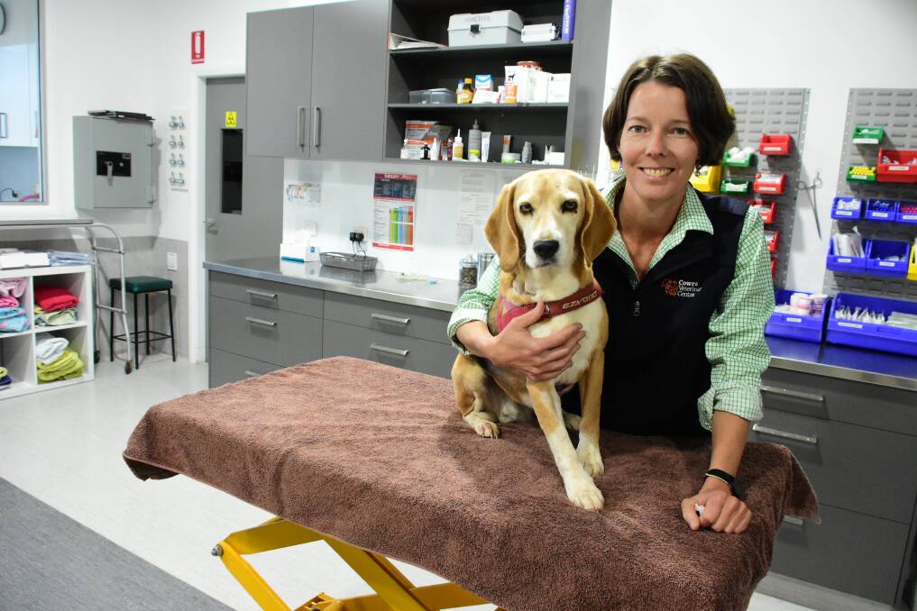 Vet Kellie Launders with Bee the Beagle at Cowra Veterinary Centre. 