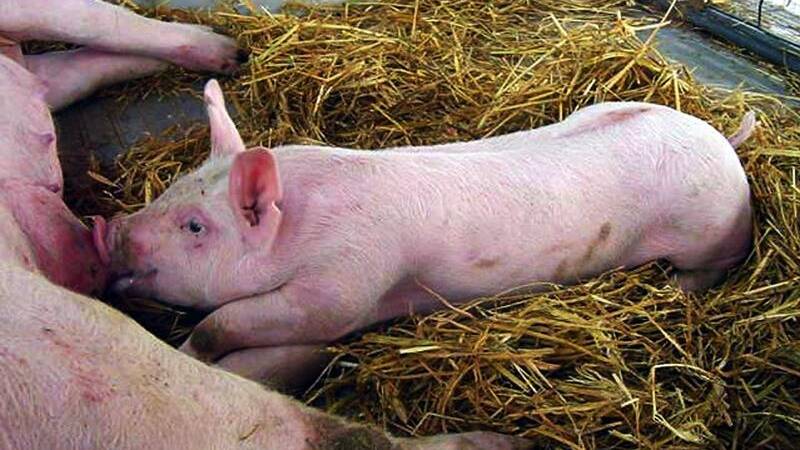 Neighbours say no to proposed piggery near Canowindra