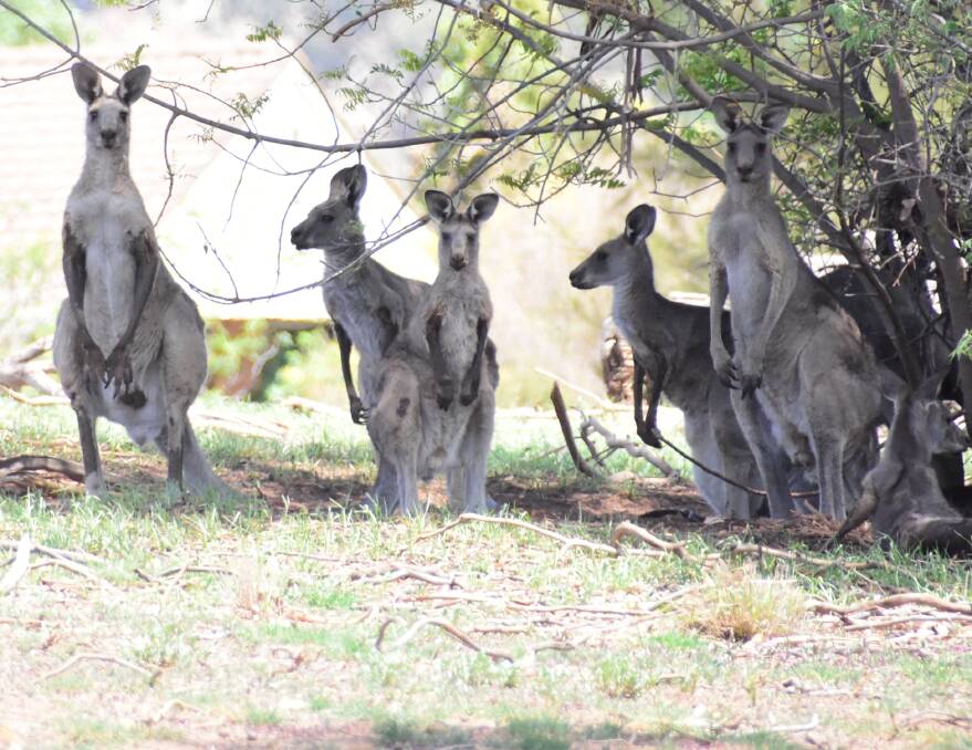 There will be no kangaroo cull in the Peace Precinct.