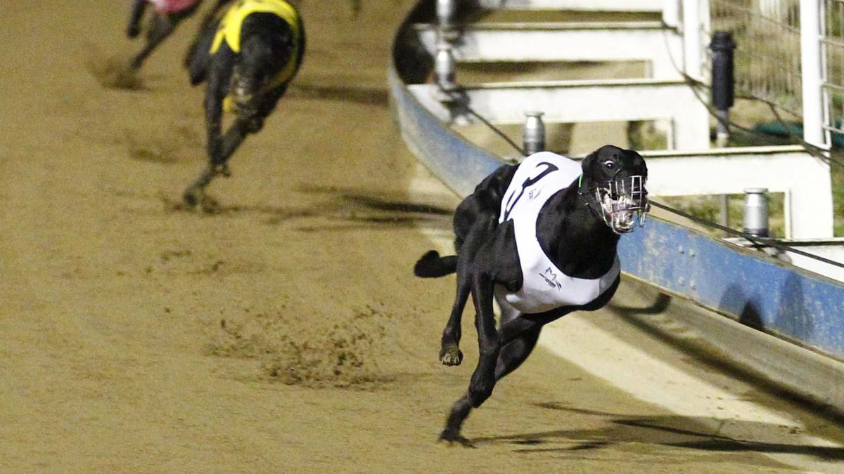 CONSISTENT: Ferrero Miss has been a strong campaigner for Cowra trainer Paul Braddon and is one of the leading hopes in Friday night's Ladbrokes Brad Hill Billy at Stud Stakes Final. Photo: LES SMITH