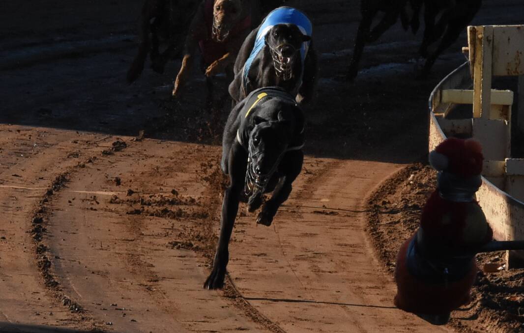 THE MAIN ATTRACTION: After three straight wins Metallic Flash, pictured winning a Cowra feature earlier this year, shapes as the one to beat at Dubbo. Photo: COWRA GUARDIAN