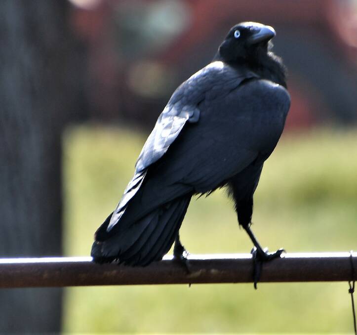 Farmers will often spot ravens, like this one in Tichborne. Photo: Jenny Kingham.