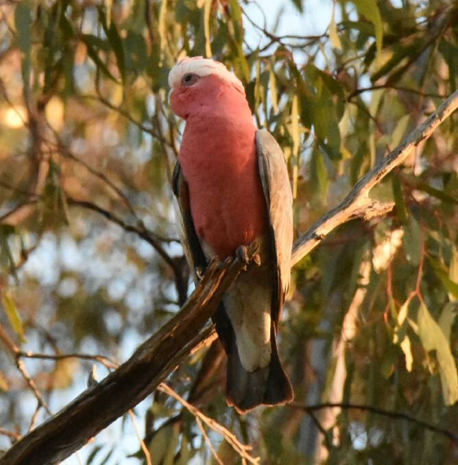 Galahs can often be spotted in a trees in huge flocks, like this one just east of Parkes Photo: Renee Powell.