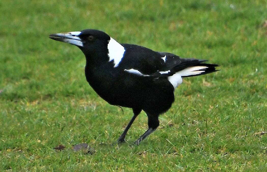 A magpie searching for food. Photo: Jenny Kingham.