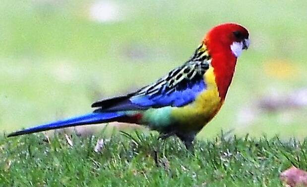 Pretty Eastern Rosellas are quite prominent in the district. Photo: Jenny Kingham.