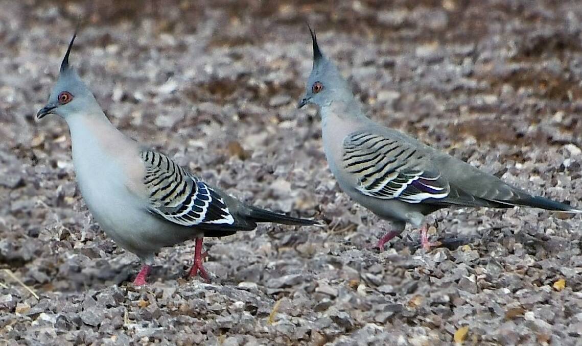 Crested Pigeons are easily identifiable by their mini 'Alfalfa' mohawk. Photo: Jenny Kingham.