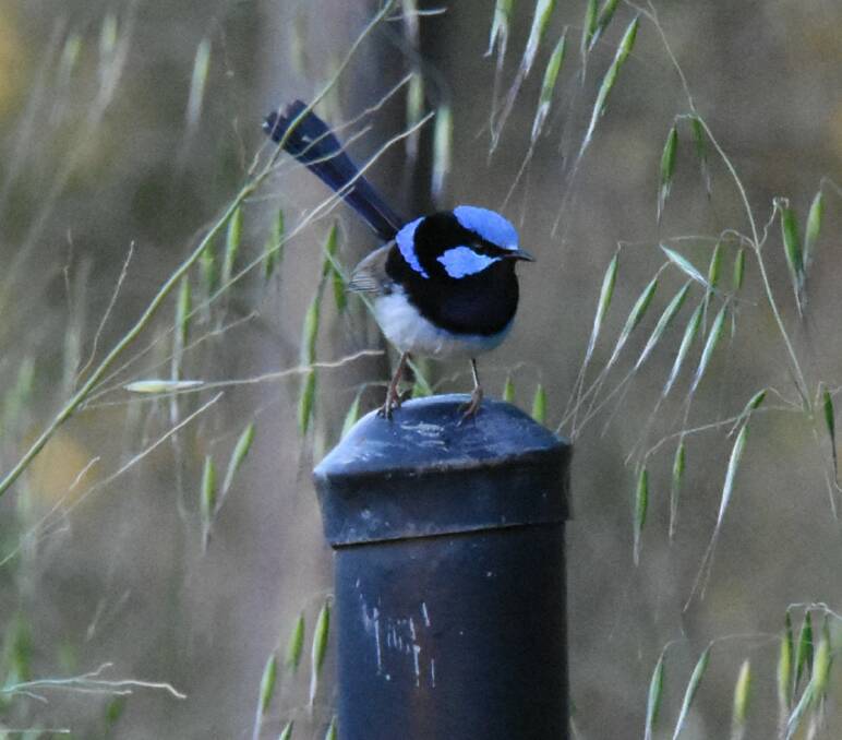 The electric blue of a Superb Fairy-wren can be spotted in a lot of areas. Photo: Renee Powell.