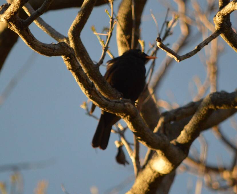 This Blackbird enjoys frequenting a jacaranda tree in a Parkes backyard. Photo: Kristy Williams.