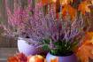Seven tips for autumn gardening