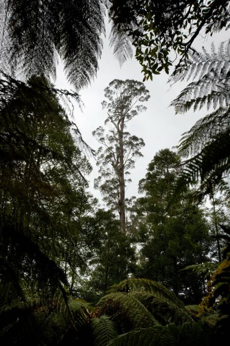 Centurion is the tallest hardwood tree in the world - in southern Tasmania. Photo: The Age