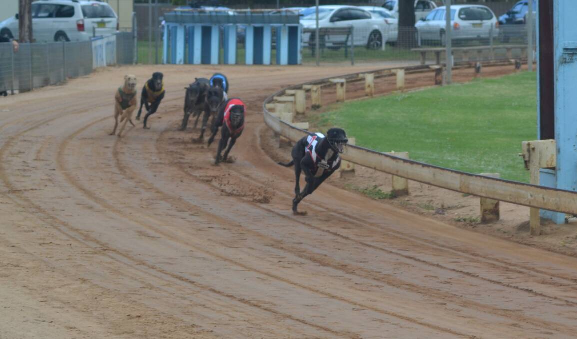 Hippo Clan, pictured racing at Cowra's Sid Kallas Oval, is one of three Dana Lodge greyhounds which race in semi-finals at Bathurst on Monday evening. 