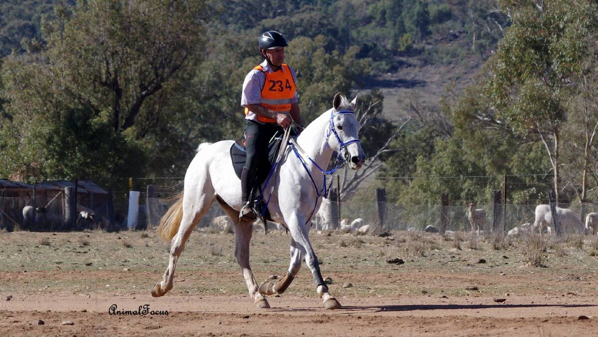Andrew Bailey riding Twynham El Zephyr at the NSW State Championships at Tooraweenah on July 13. Photo: Animal Focus Jo Arblaster