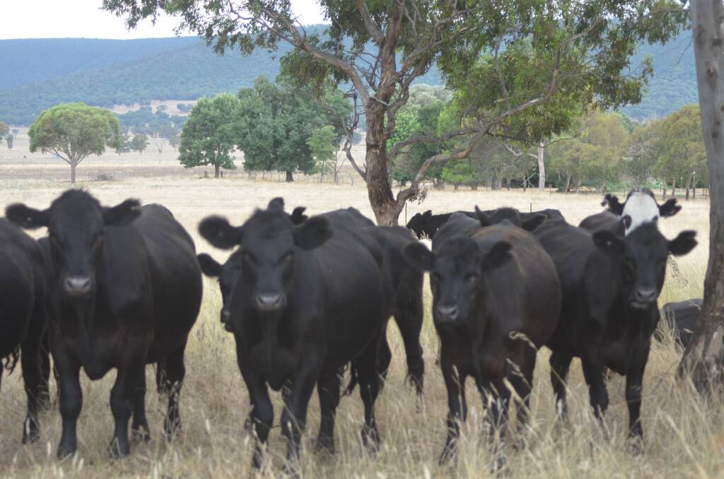 Central Tablelands Local Land Services are running a farm biosecurity planning workshop in Cowra. File photo.