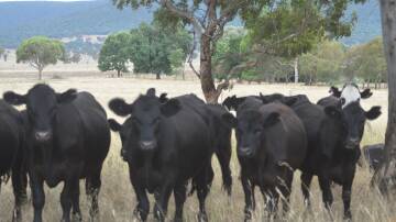 Central Tablelands Local Land Services are running a farm biosecurity planning workshop in Cowra. File photo.