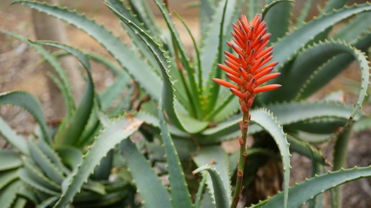 Why aloes are perfect plants for even the laziest gardeners