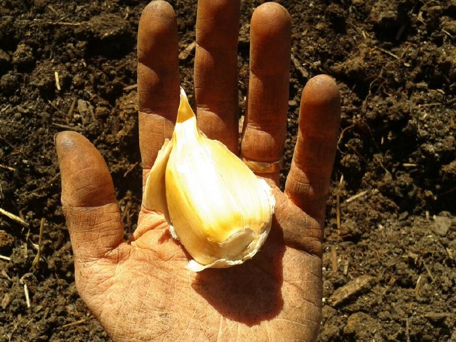 It takes decent dirt to grow good garlic