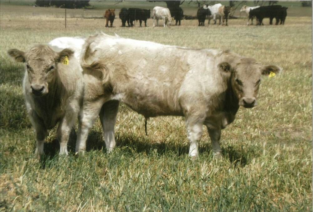 Two of Peter Koppman's Charolais cross Galloways on farm before the competition.