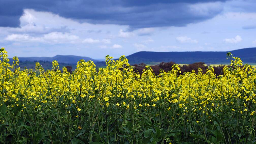 The popular Cowra Canola Tours will be returning for Spring. Photo Ken Apps.