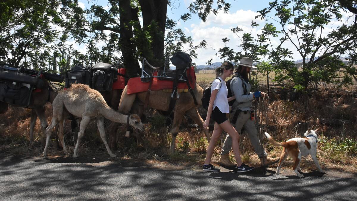 John Elliott on the road to Cowra with his partner Jess, dog Bruski and camels.