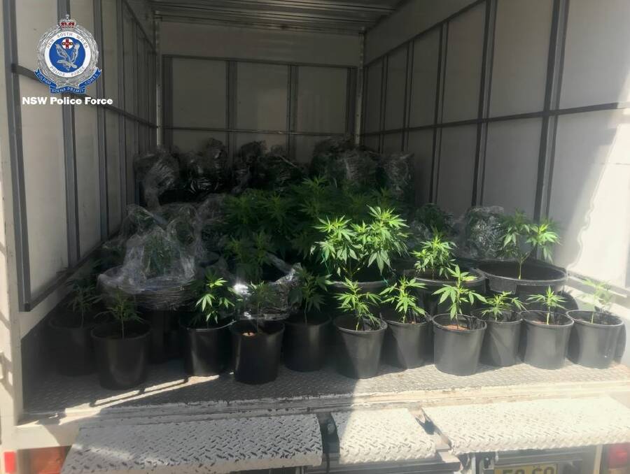 Just some of the cannabis plants seized from a properties in Canowindra and Marrangaroo. Photo: NSW Police.