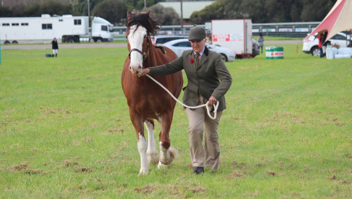 A Clydesdale being displayed during last year's horse showing competition. 