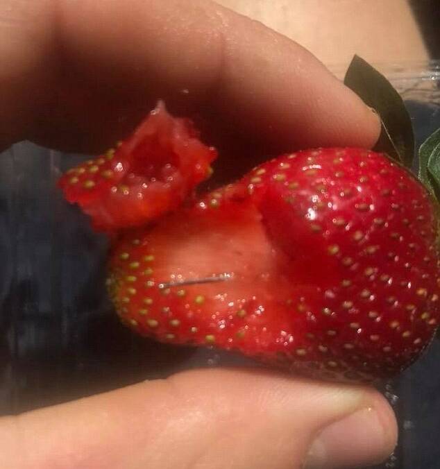 A Queensland man has posted a picture of a sewing needle sticking out of a strawberry, claiming his friend had to be taken to the emergency room after swallowing another on Sunday afternoon. Facebook: Joshua Gane