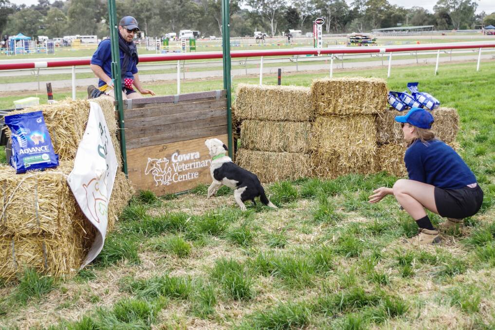 Setting the bar high: There will plenty of animals on display and competing in events such as the Dog High Jump. Photo: Robin Dale.