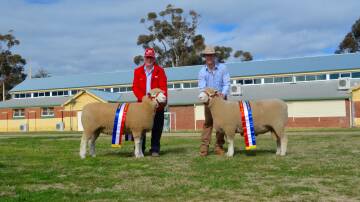 CHAMPIONS: Graham and James Gilmore of Tattykeel Poll Dorsets, Oberon hold the grand champion ewe and grand champion ram of show. Photo: File