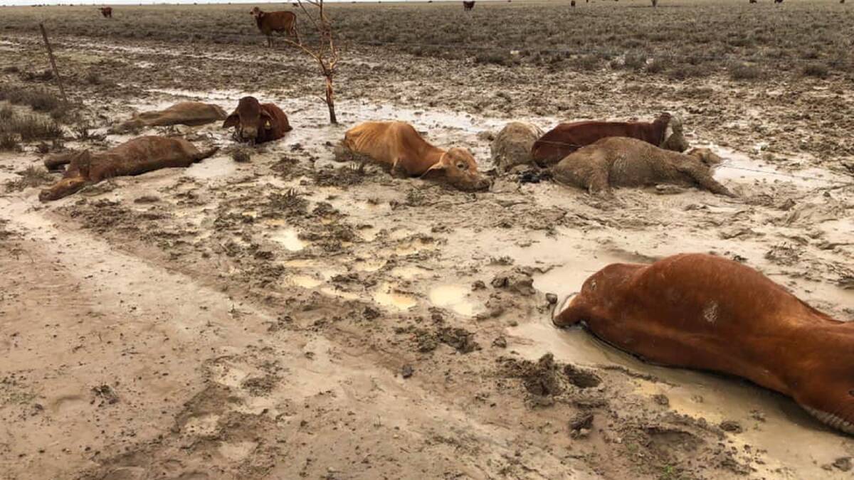 Trapped and dead livestock caused by flooding west of Julia Creek, North Queensland.