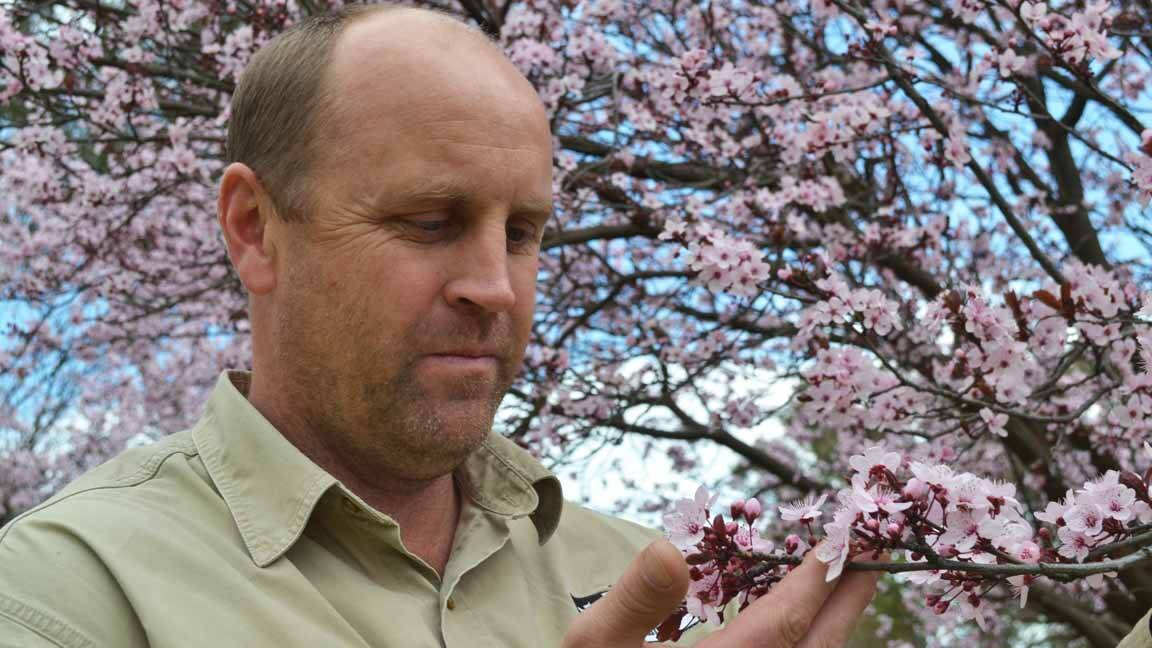 Cowra Japanese Garden manager Justin Smith inspects a blossoming plum tree.