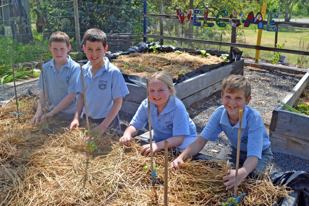 Wyangala Public School students tend to their vegetable garden in 2013.